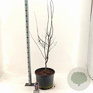 Acer pal. 'Bi-hoo' 150-160 cm 35L