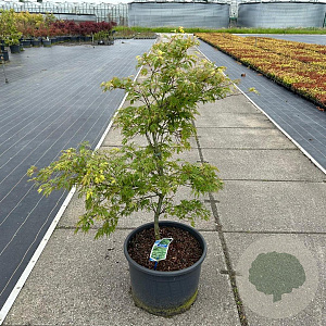 Acer pal. 'Dissectum' 50-60 cm 35L