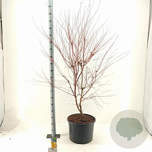 Acer pal. 'Sangokaku' 100-125 cm 35L