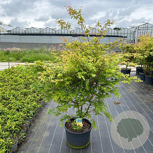 Acer pal. 'Sangokaku' 100-125 cm 35L