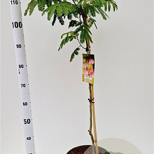 Albizia julibr. Ombrella 125-150 cm 10L
