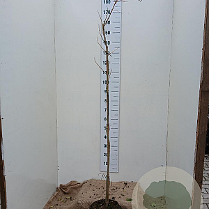 Albizia julibr. Ombrella 125-150 cm 10L
