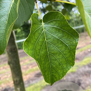 Alnus cordata 10-12 HO draadkluit