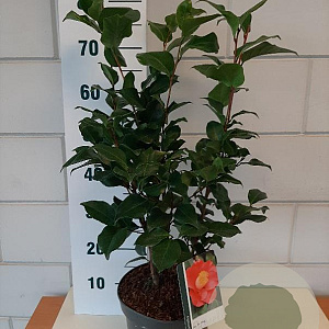 Camellia j. 'Dr King' 40-50 cm 5,0L