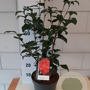 Camellia ret. 'Mary Williams' 40-50 cm 5,0L