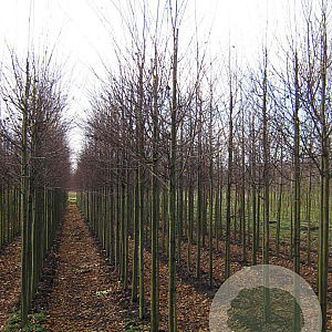 Cercidiphyllum japonicum 12-14 HO draadkluit