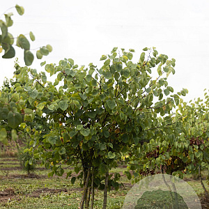 Cercis siliquastrum 175-200 cm draadkluit meerstammig