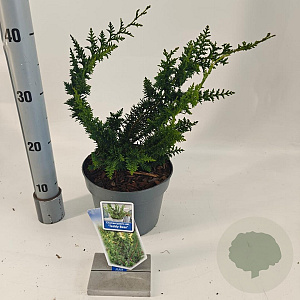 Chamaecyparis p. 'Teddy Bear' 20-30 cm 3,0L