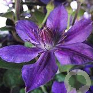 Clematis 'Black Prince' wortelgoed