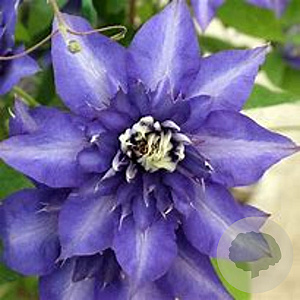 Clematis 'Blekitny Aniol' wortelgoed