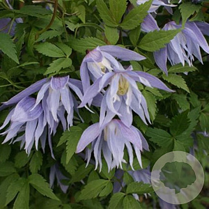 Clematis 'Eximia' wortelgoed