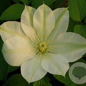 Clematis 'Guernsey Cream' wortelgoed