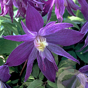 Clematis 'Jan Lindmark' wortelgoed