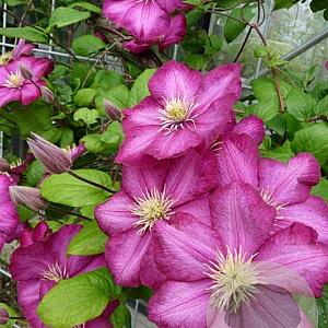 Clematis 'Kakio' wortelgoed