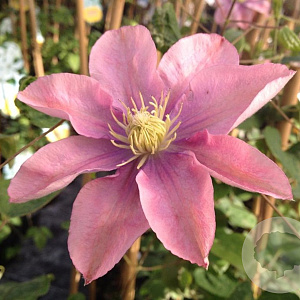 Clematis 'Little Mermaid' wortelgoed