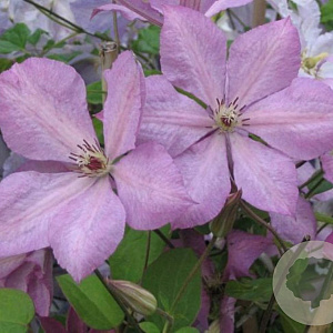 Clematis 'Margaret Hunt' wortelgoed