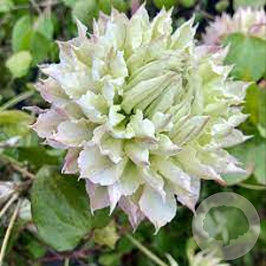 Clematis 'Midori' wortelgoed