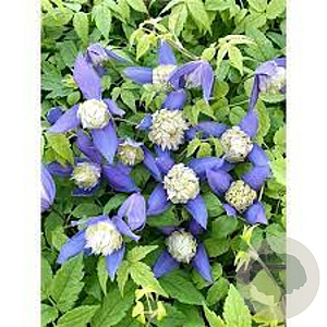 Clematis (A) 'Ocean Pearl' wortelgoed