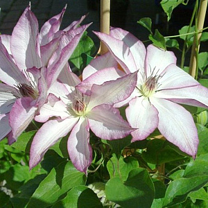 Clematis 'Omoshiro' wortelgoed