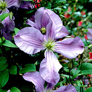 Clematis 'Prince Charles' wortelgoed