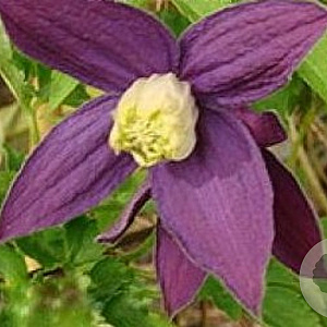 Clematis 'Pruinina' wortelgoed