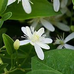 Clematis terniflora wortelgoed