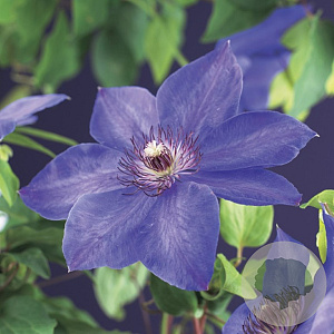 Clematis 'Xerxes' wortelgoed