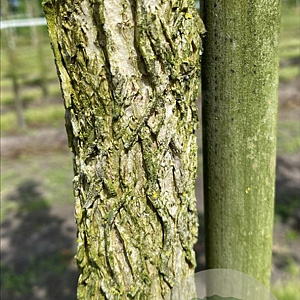 Corylus colurna 10-12 HO draadkluit