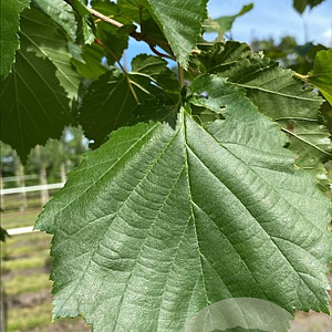 Corylus colurna 10-12 HO draadkluit