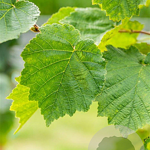 Corylus colurna 10-12 HO draadkluit
