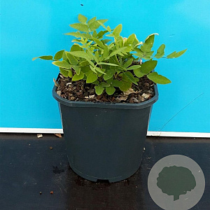 Osmunda regalis GM 2,0L