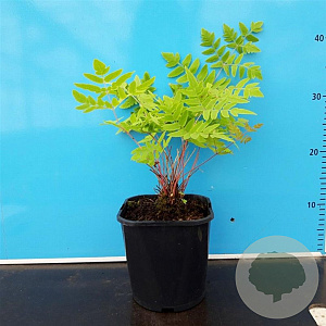 Osmunda regalis 'Purpurascens' GM 2,0L