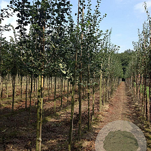 Crataegus media 'Paul's Scarlet' 12-14 HO draadkluit