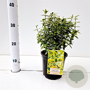 Euonymus fort. 'Emerald 'n' Gold' 20-25 cm C1.5