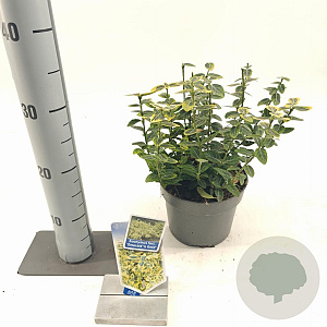 Euonymus fort. 'Emerald 'n' Gold' 20-25 cm 2,0L