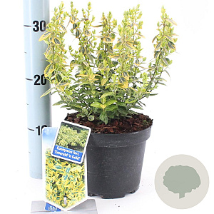Euonymus fort. 'Emerald 'n' Gold' 20-25 cm 2,0L