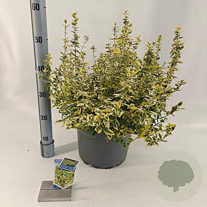 Euonymus fort. 'Emerald 'n' Gold' 40-50 cm 10L