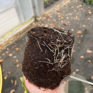 Euonymus fort. 'Emerald 'n' Gold' plantgoed C1.3