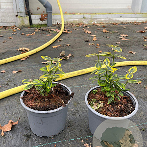 Euonymus fort. 'Emerald 'n' Gold' plantgoed C1.3