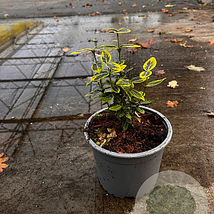 Euonymus fort. 'Emerald 'n' Gold' plantgoed C1.3