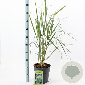 Panicum virgatum 'Northwind' 60-90 cm 6,5L