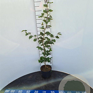 Fagus sylvatica 100-125 cm 2,5L