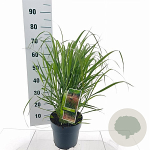 Panicum virgatum 'Squaw' 60-90 cm 6,5L
