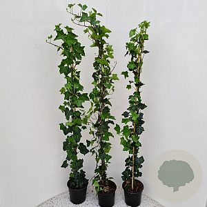 Hedera hibernica 125-150 cm 2,5L