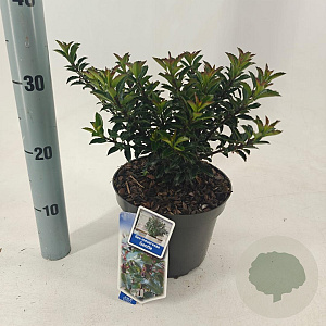Ilex meserv. Gentle 25-30 cm 3,0L