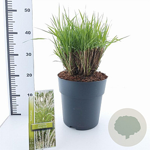 Pennisetum or. 'Fairy Tails' 30-40 cm 6,5L