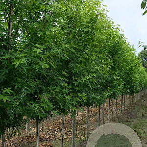 Liquidambar s. 'Worplesdon' 10-12 HO draadkluit