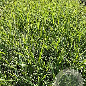 Phalaris arund. 'Picta' GM 2,0L