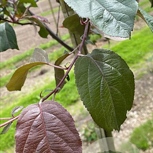 Malus 'Mokum' 10-12 HO draadkluit