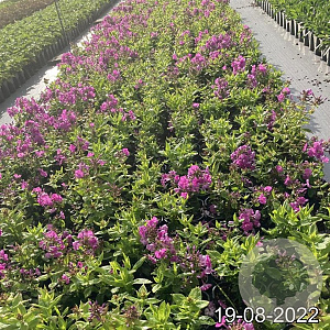 Phlox (P) Famous Purple GM 2,0L